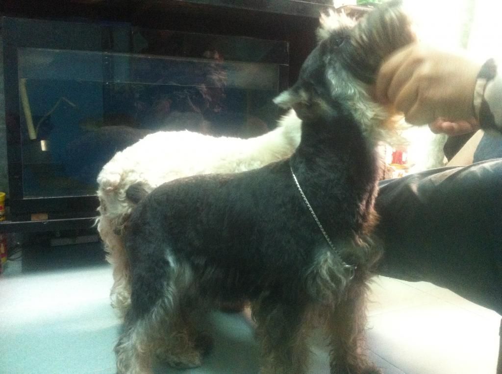 TP-HCM: Nhận phối giống chó Schnauzer trắng - 14