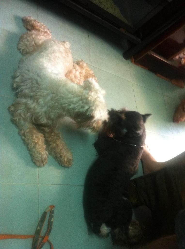 TP-HCM: Nhận phối giống chó Schnauzer trắng - 13