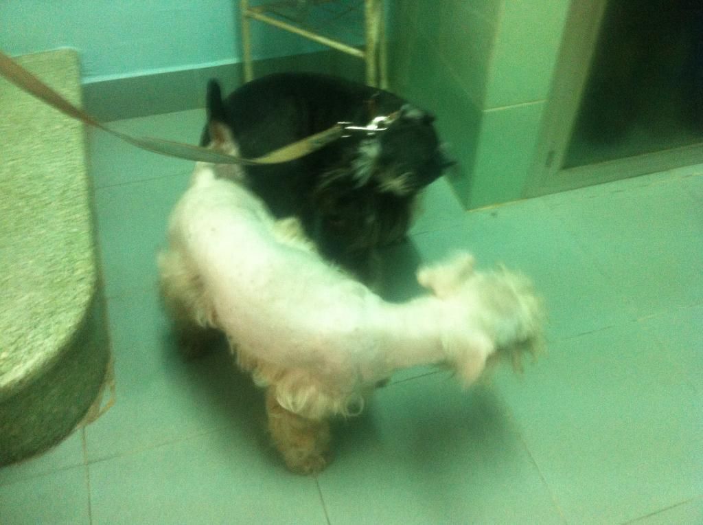 TP-HCM: Nhận phối giống chó Schnauzer trắng - 16