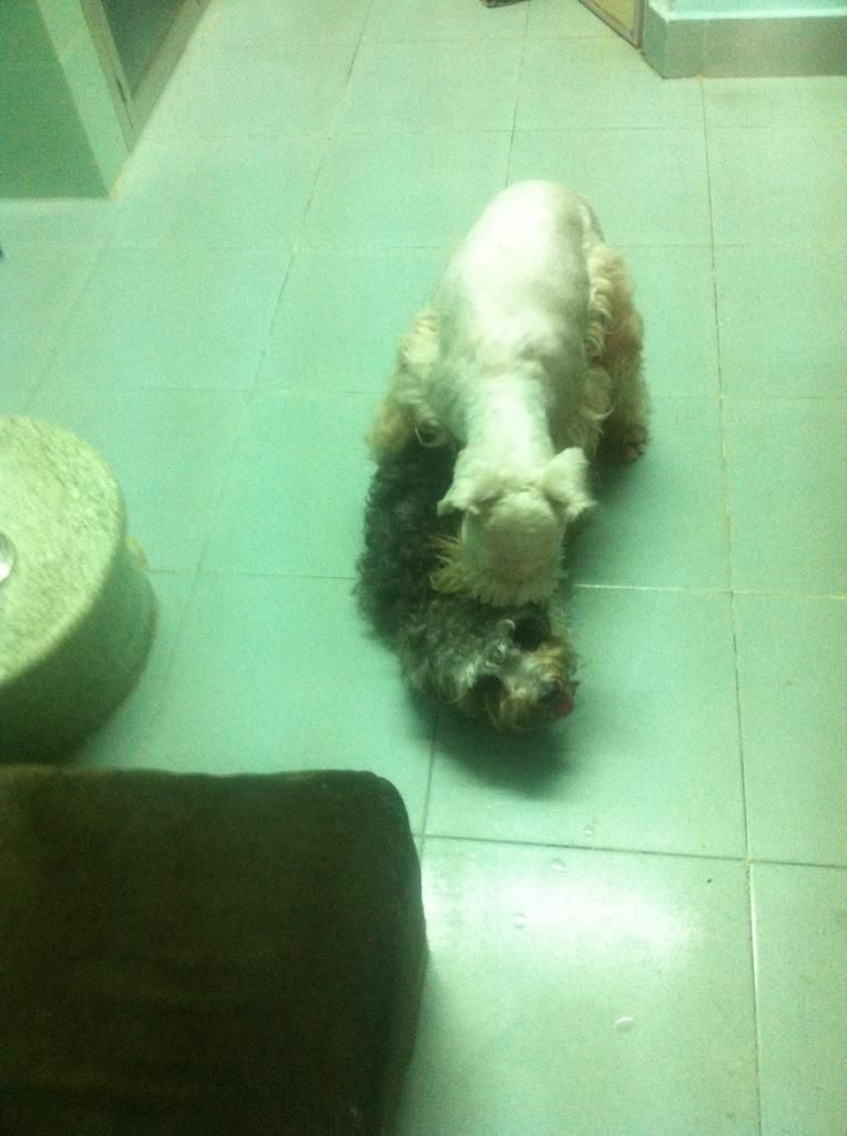 TP-HCM: Nhận phối giống chó Schnauzer trắng - 17