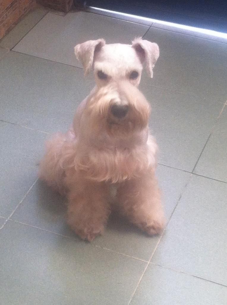 TP-HCM: Nhận phối giống chó Schnauzer trắng - 2