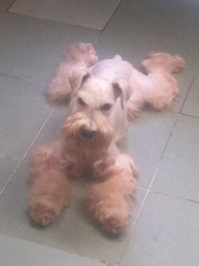 TP-HCM: Nhận phối giống chó Schnauzer trắng - 3