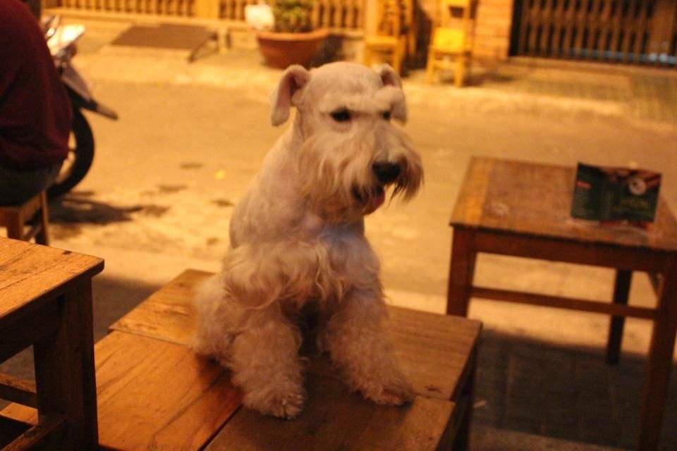 TP-HCM: Nhận phối giống chó Schnauzer trắng - 5