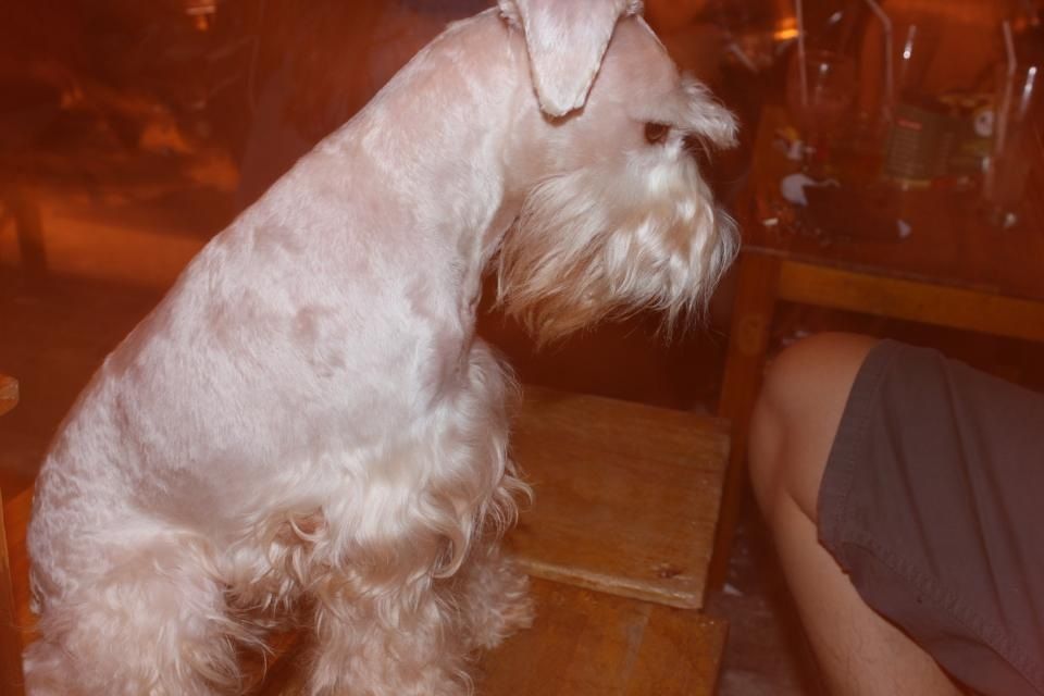 TP-HCM: Nhận phối giống chó Schnauzer trắng - 4