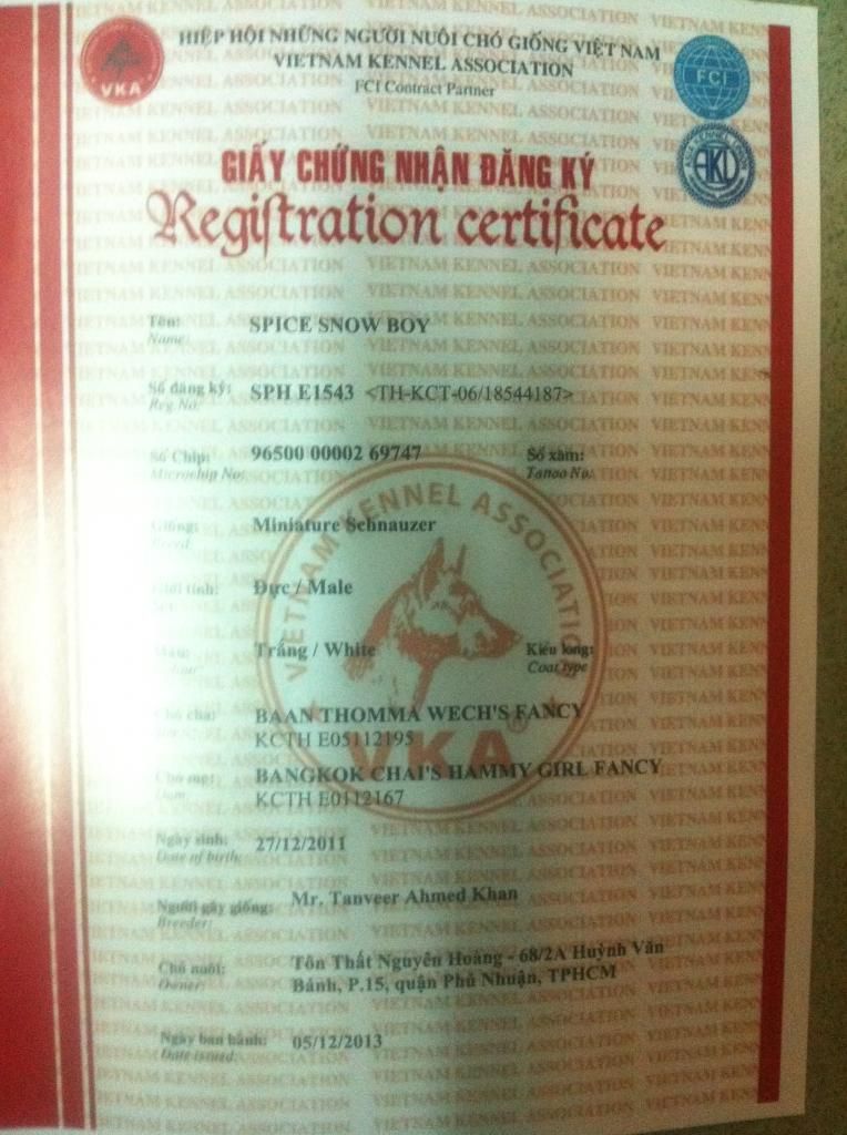 TP-HCM: Nhận phối giống chó Schnauzer trắng