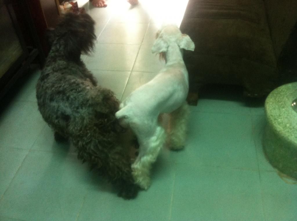 TP-HCM: Nhận phối giống chó Schnauzer trắng - 23