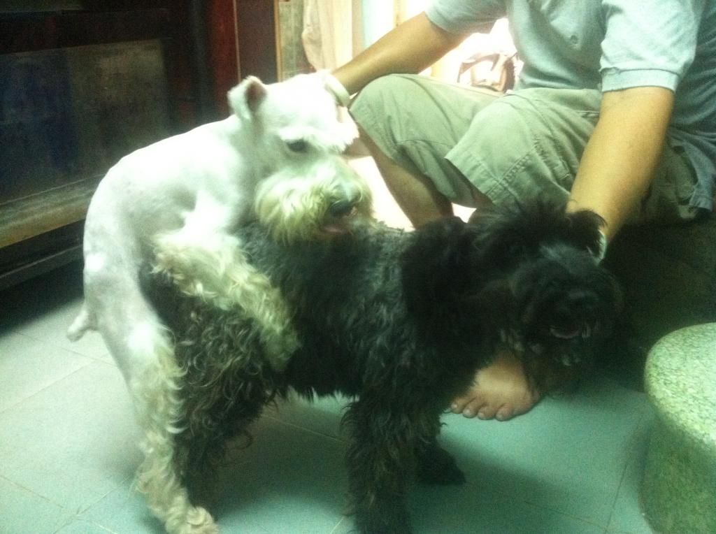 TP-HCM: Nhận phối giống chó Schnauzer trắng - 22