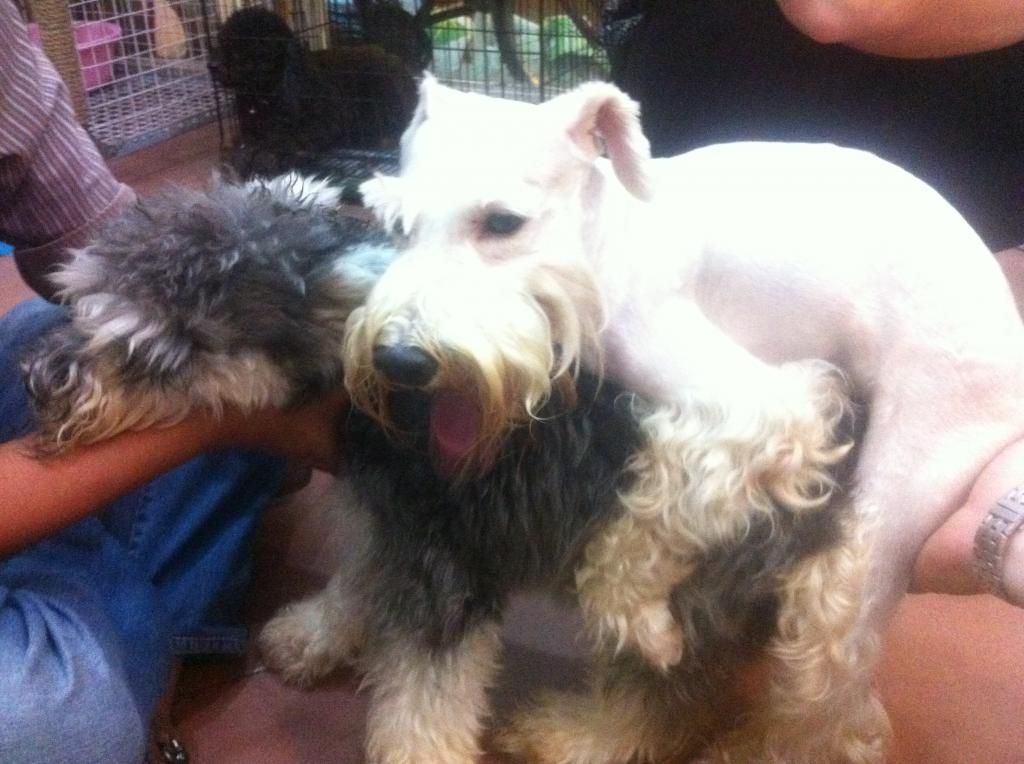 TP-HCM: Nhận phối giống chó Schnauzer trắng - 20