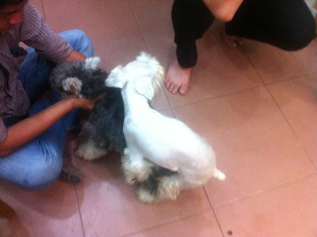 TP-HCM: Nhận phối giống chó Schnauzer trắng - 19