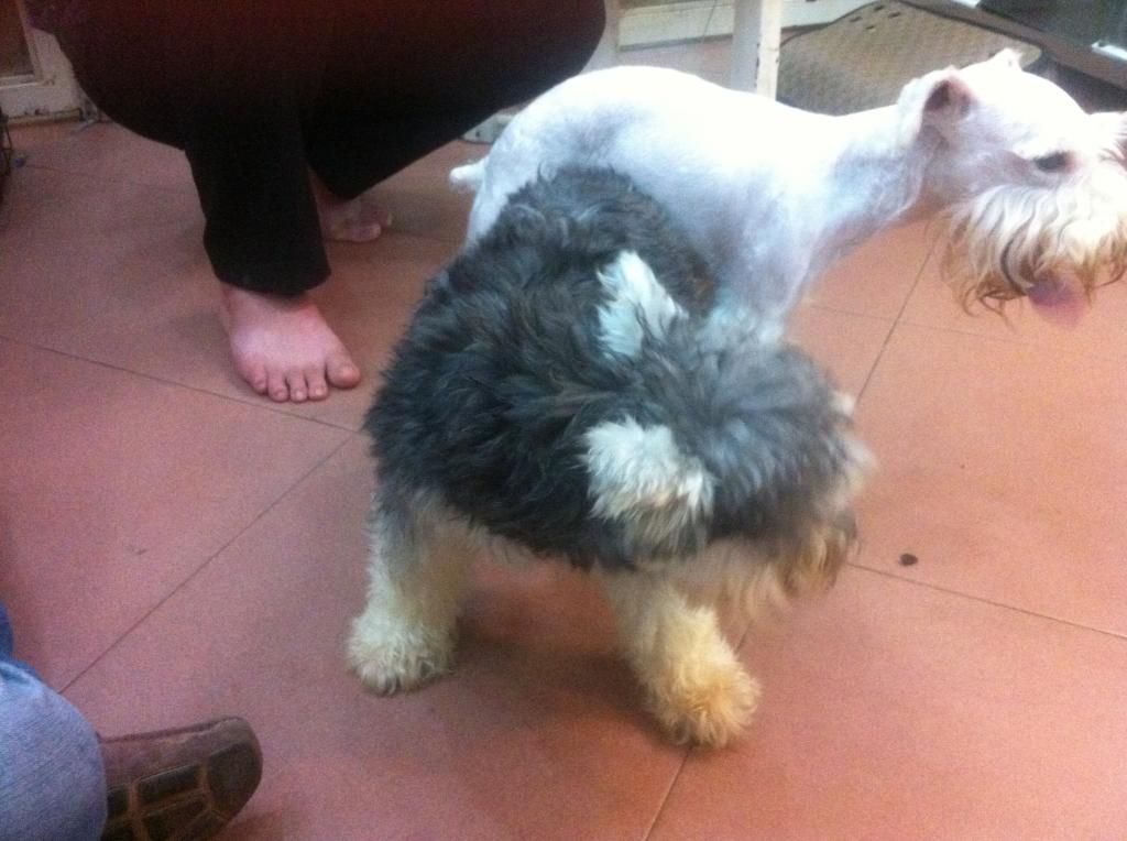 TP-HCM: Nhận phối giống chó Schnauzer trắng - 21