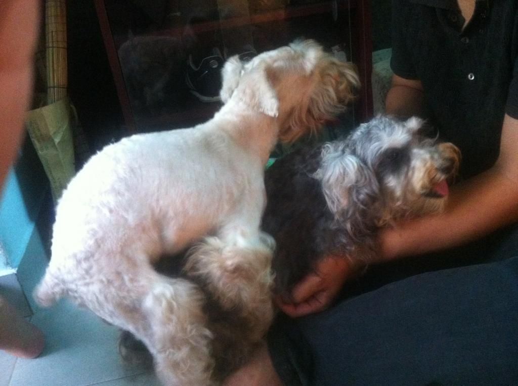 TP-HCM: Nhận phối giống chó Schnauzer trắng - 25