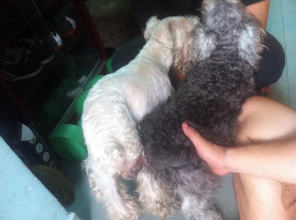 TP-HCM: Nhận phối giống chó Schnauzer trắng - 26