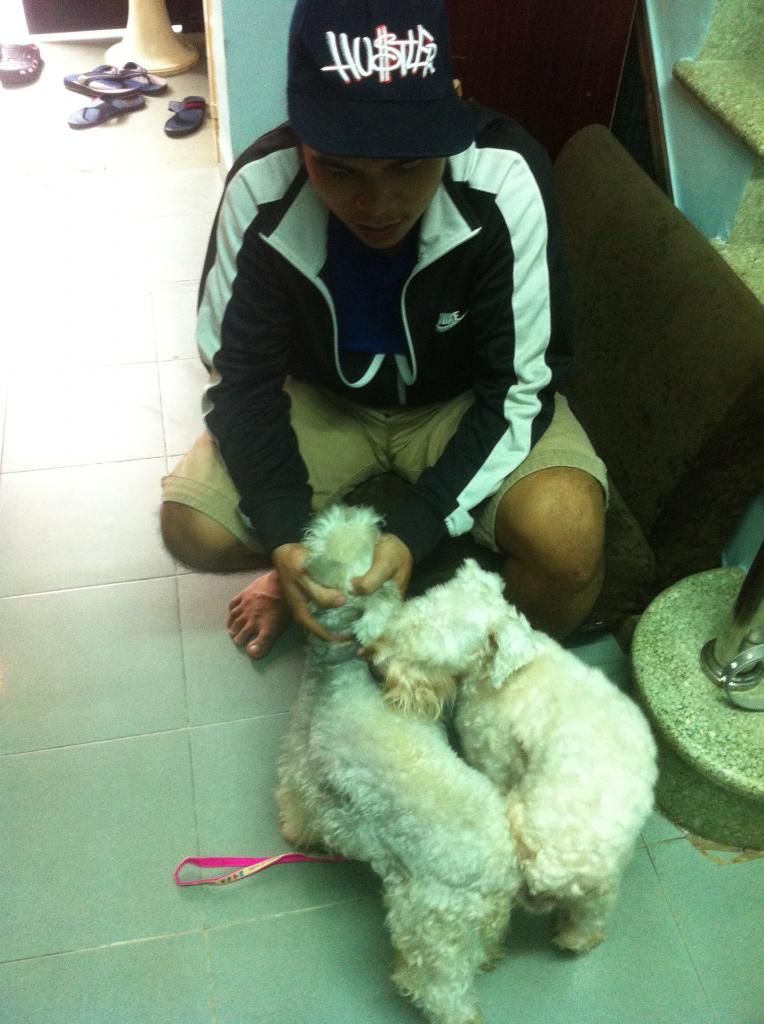 TP-HCM: Nhận phối giống chó Schnauzer trắng - 7