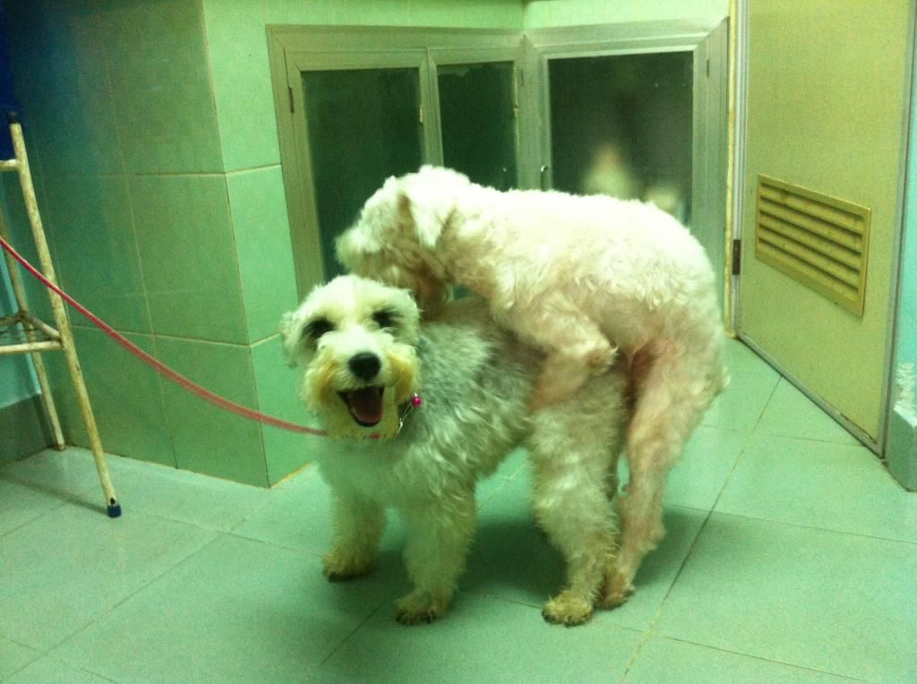 TP-HCM: Nhận phối giống chó Schnauzer trắng - 8