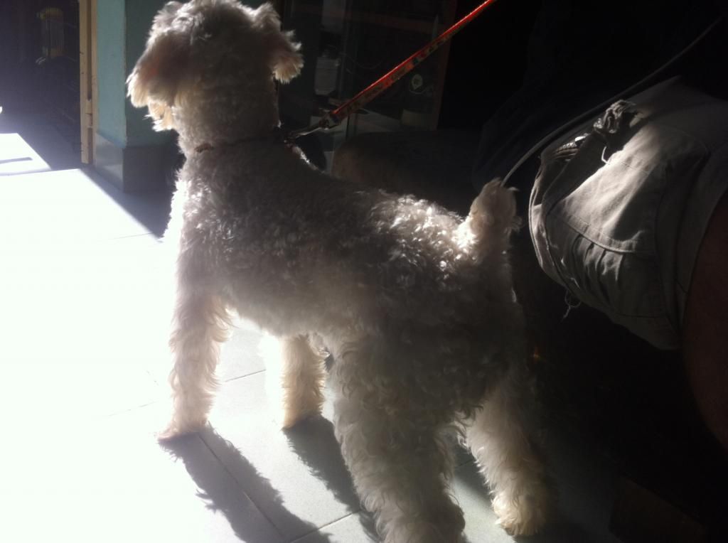 TP-HCM: Nhận phối giống chó Schnauzer trắng - 9