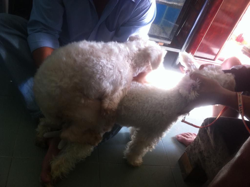 TP-HCM: Nhận phối giống chó Schnauzer trắng - 10