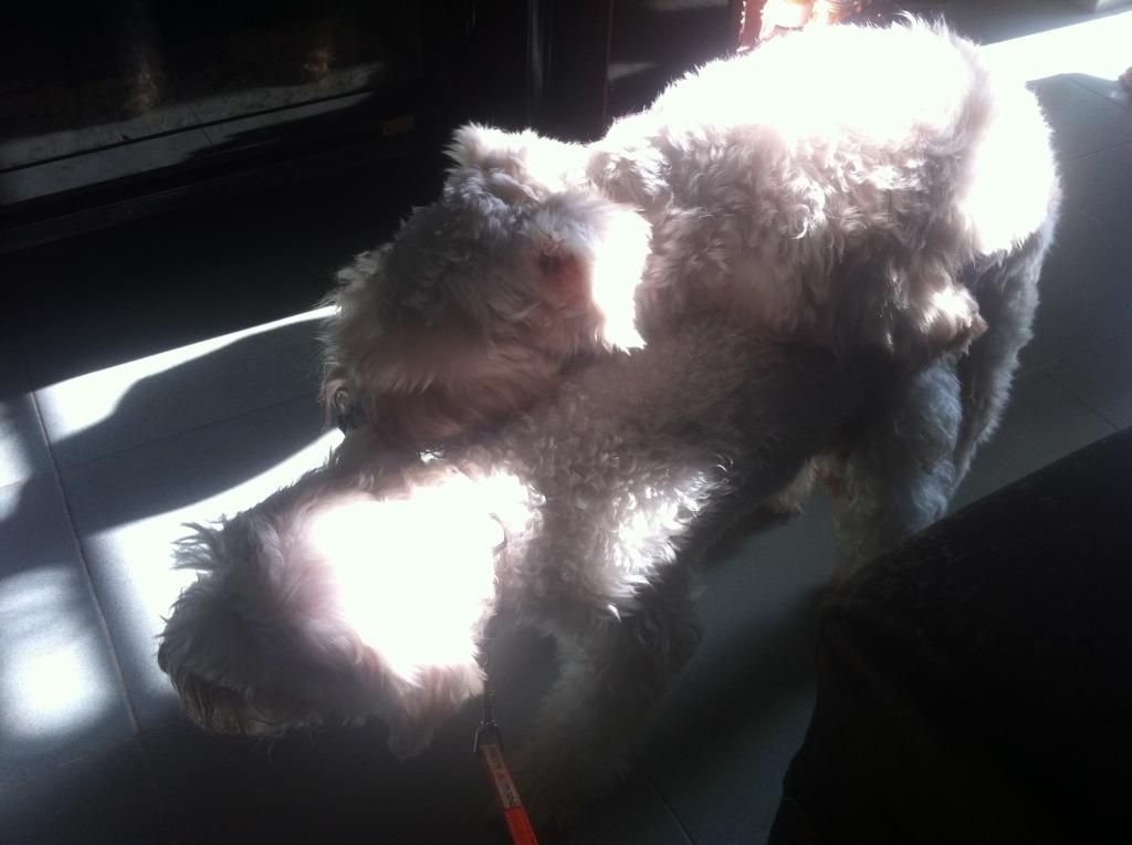 TP-HCM: Nhận phối giống chó Schnauzer trắng - 12