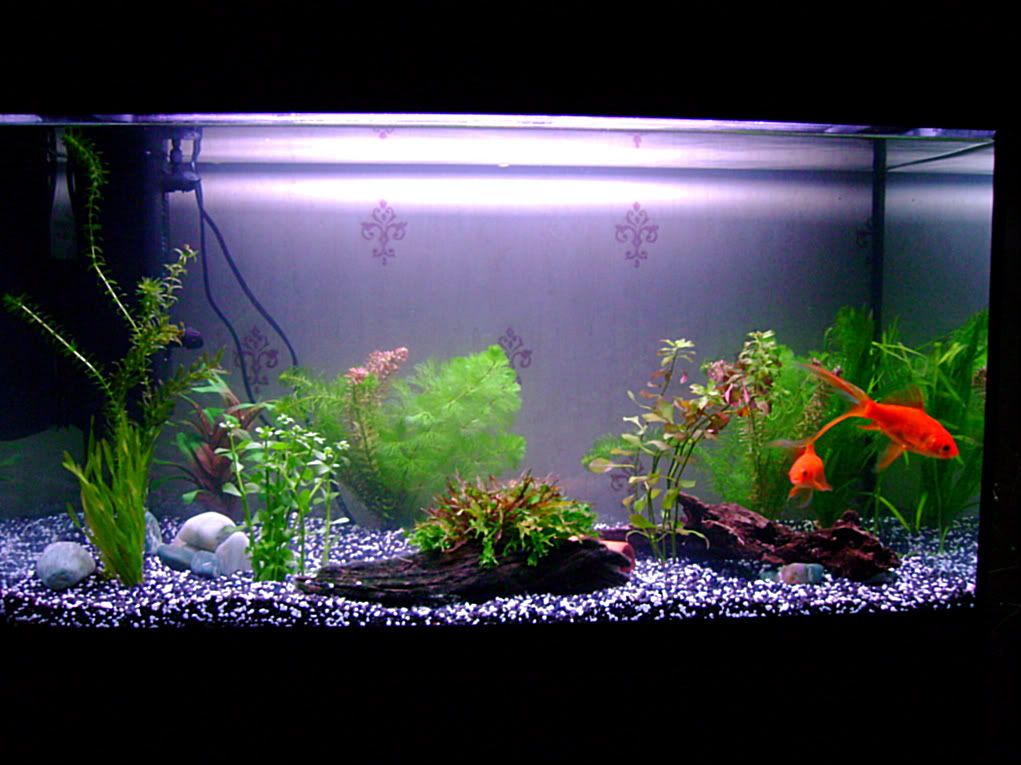 goldfish tank ideas. tank 1: 2 goldfish and 2