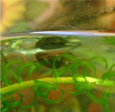 goldfish eggs in aquarium. male and female oct comments breeders and tropical Goldfish+eggs+in+tank