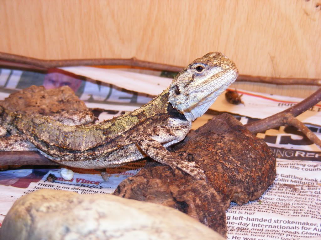 W Midlands lizard breeding pairs Reptile Forums