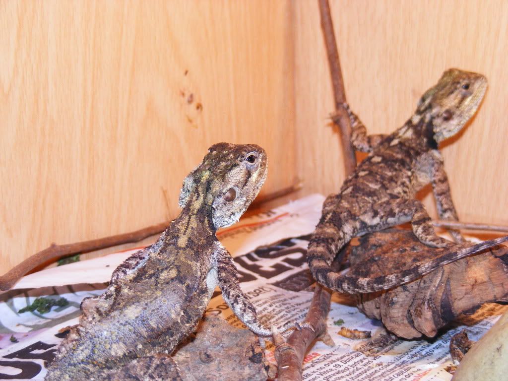 W Midlands lizard breeding pairs Reptile Forums
