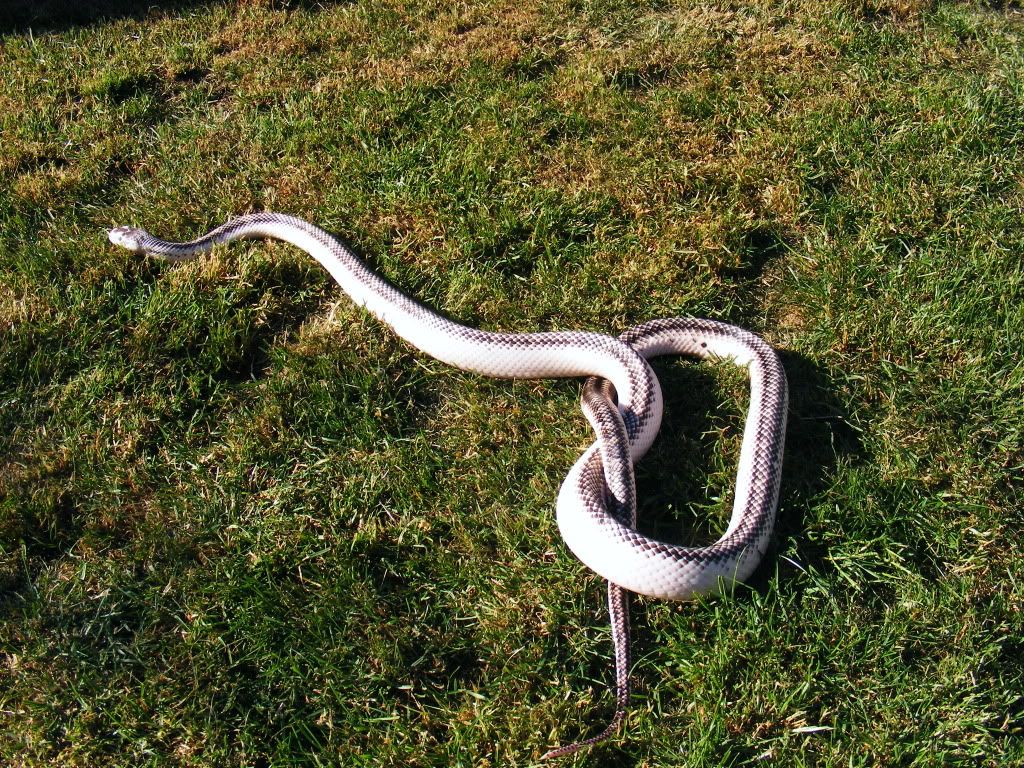 Naked Snakes In The Sun Reptile Forums