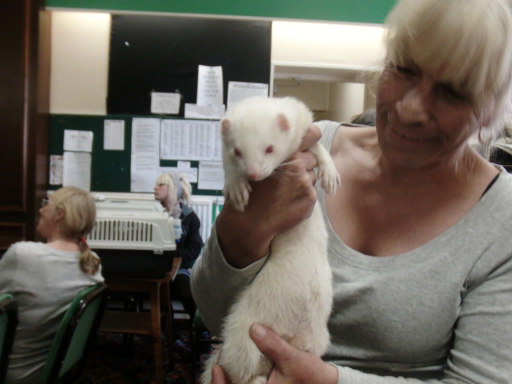 albino polecat