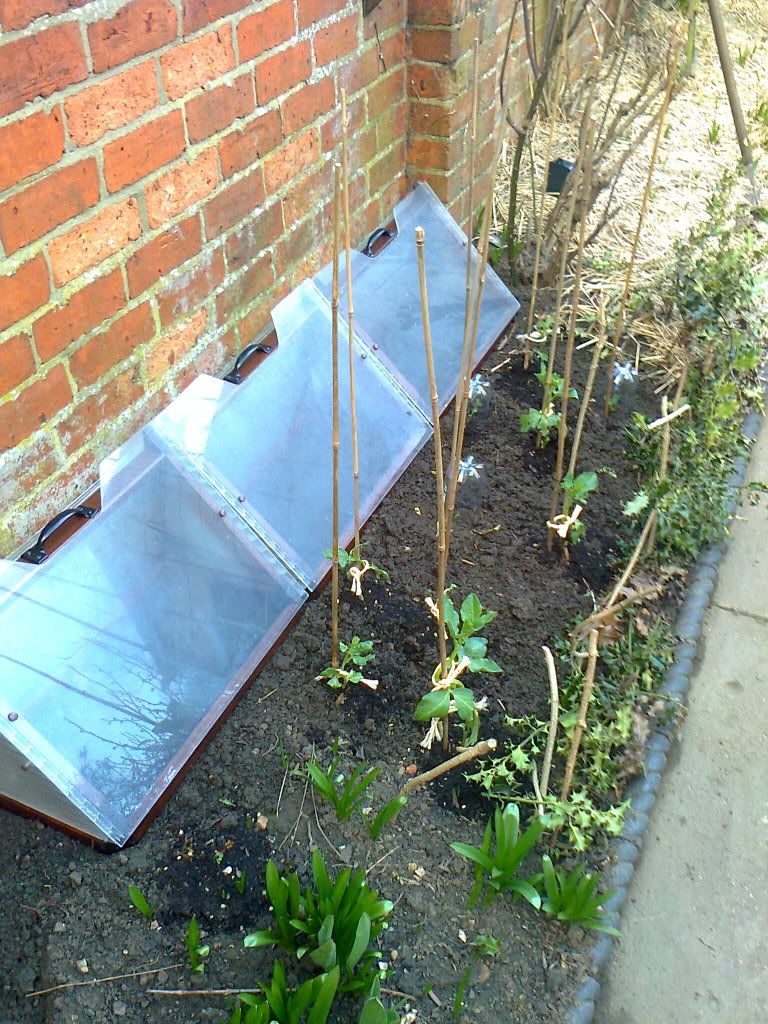 ColdFrame06.jpg