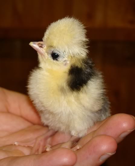 polish-1.jpg?t=1254859628