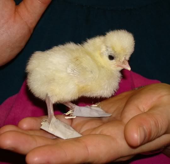 shoes-1.jpg?t=1254859474