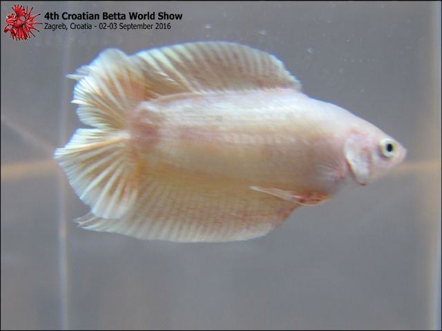 http://i993.photobucket.com/albums/af58/ristafish/B2%201.%20BOV_zpsudliefus.jpg