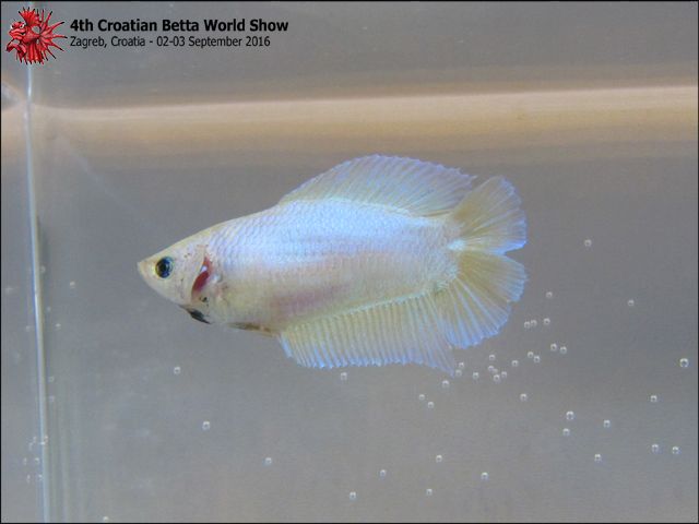 http://i993.photobucket.com/albums/af58/ristafish/NB7B%202_zpsftoscp6z.jpg