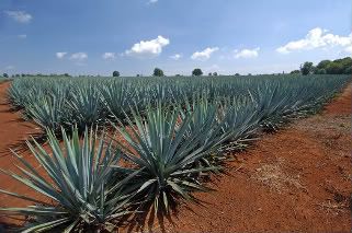 Agave...