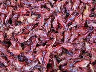 Chapulines