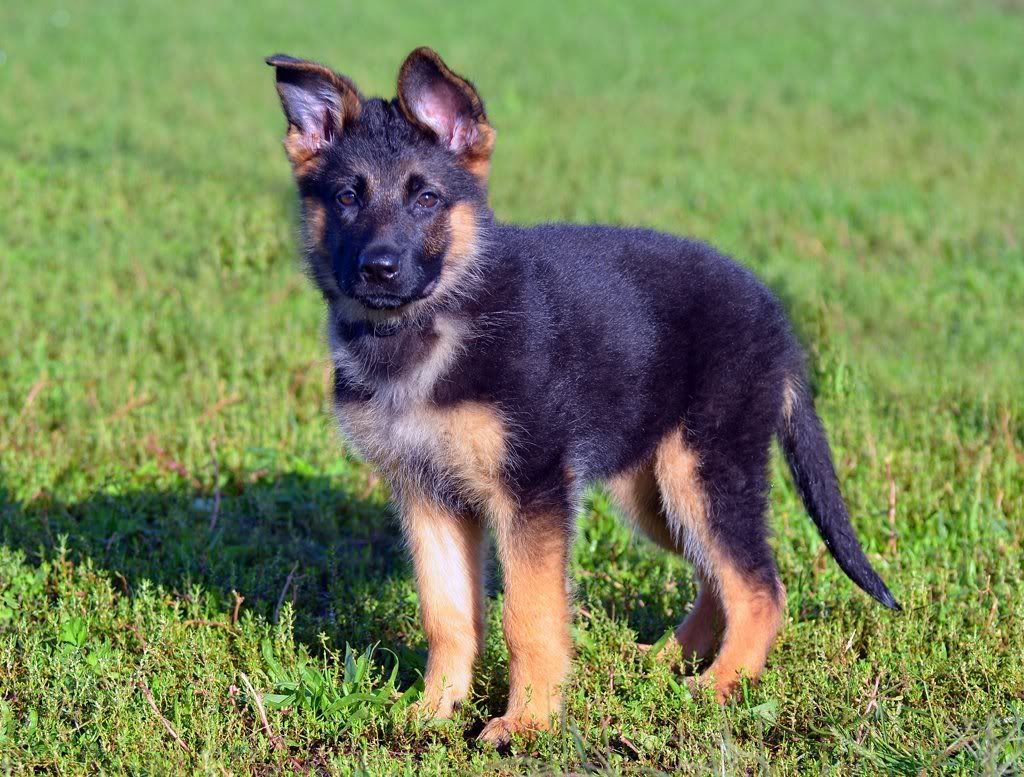 Puppy has dandruff and dull coat German Shepherds Forum
