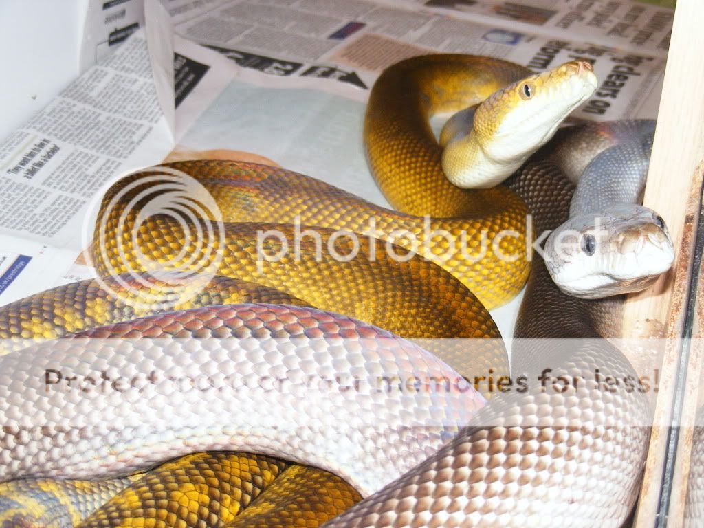 Albino scrub python - Page 2 - Reptile Forums