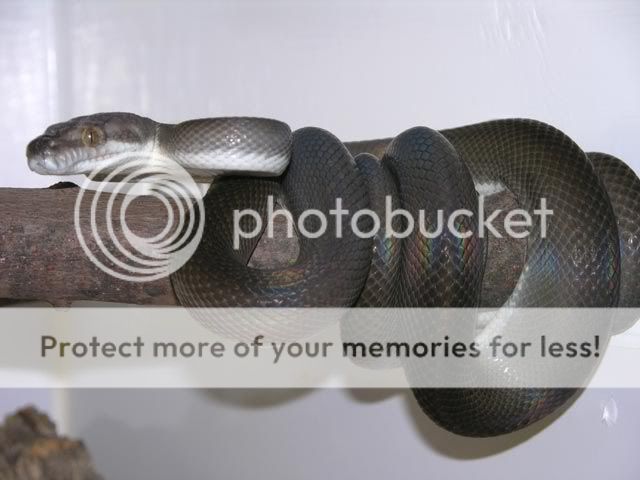 Asian species round up | Page 4 | Reptile Forums