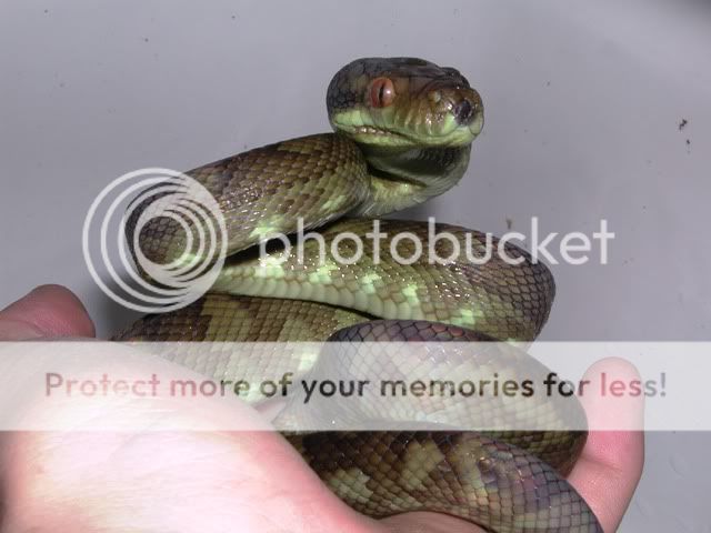 Asian species round up | Page 4 | Reptile Forums