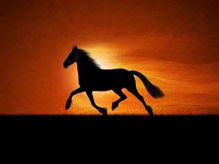 konj-galop-animacija-pozadine-t.jpg